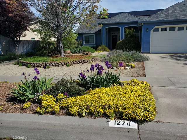 Spring Flowers!