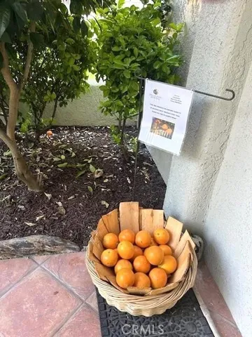Amazing High Producing Orange Tree at Entry with Delicious Sweet Oranges, and more about to Bloom!