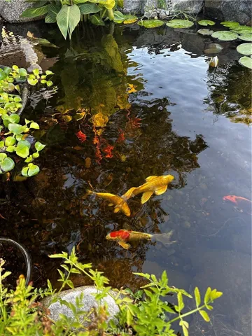 Koi fish
