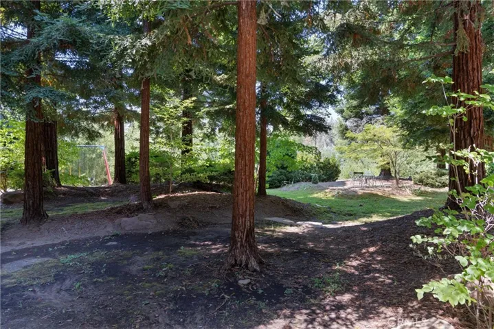 More redwood views