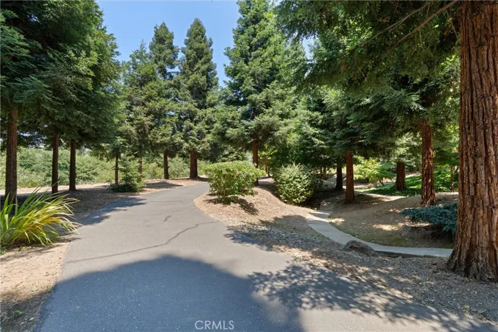 driveway bordered by redwoods