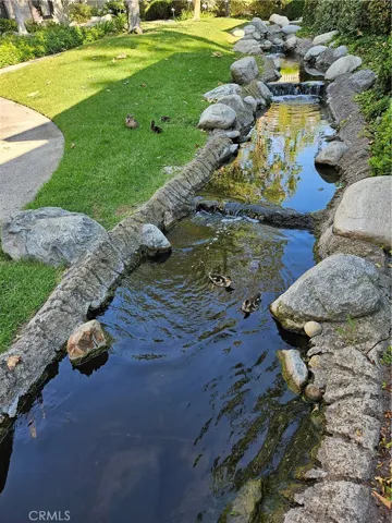 Ducks in stream by condo.