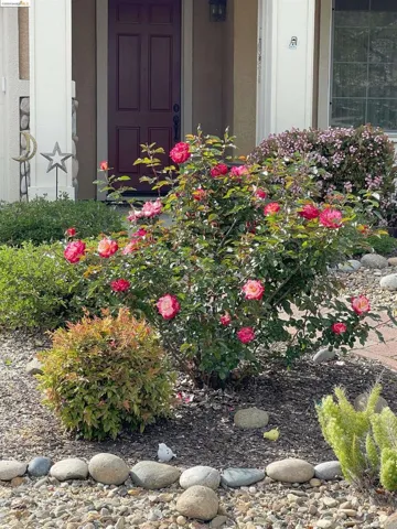 Spring blooms
