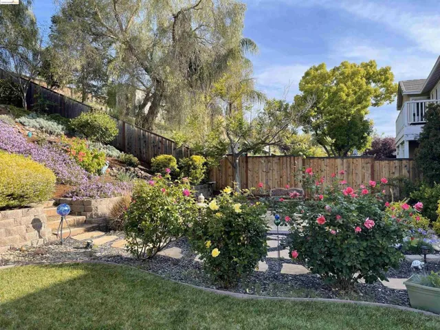 Rose bushes in bloom