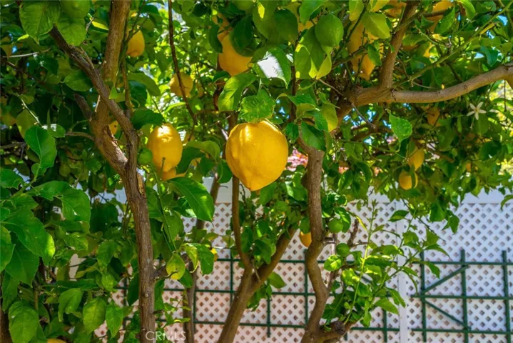 30 year old lemon tree!
