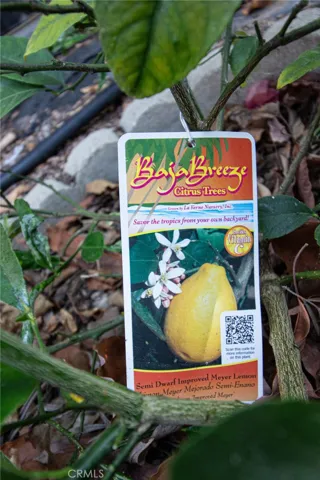 Lemon Tree