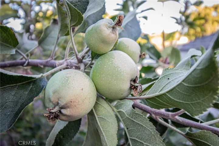 Fruit Tree