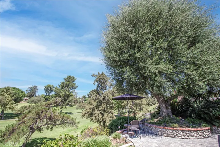 Olive Tree
