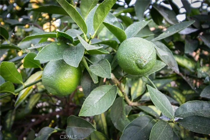 Lime Tree