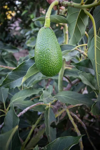Avocado Tree