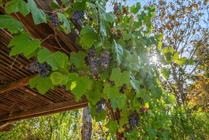 390 Chamisal Avenue, Los Altos, California 94022