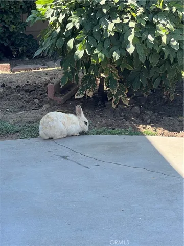 Habitat of 2 friendly Bunnies