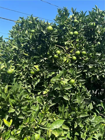 One of 3 Fruit Trees