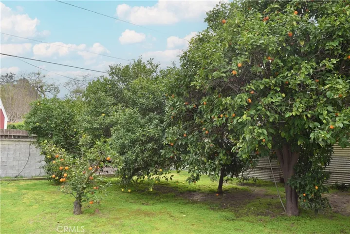Fruit Trees