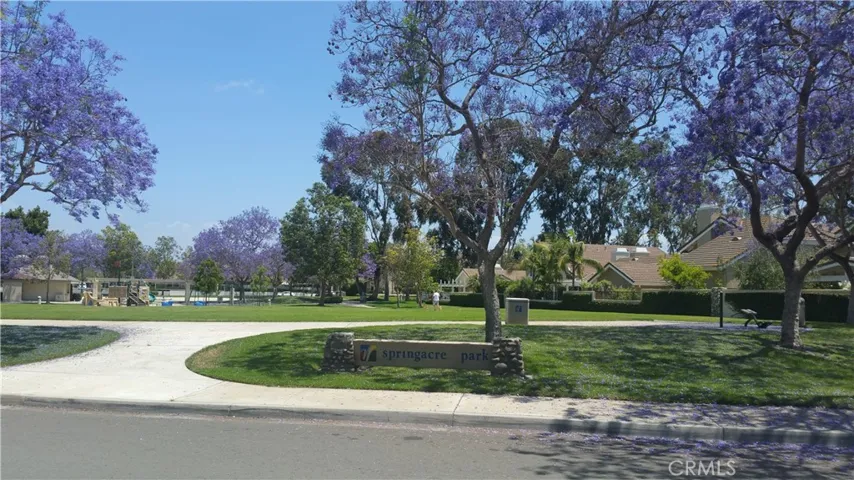 Gorgeous in Jacaranda season