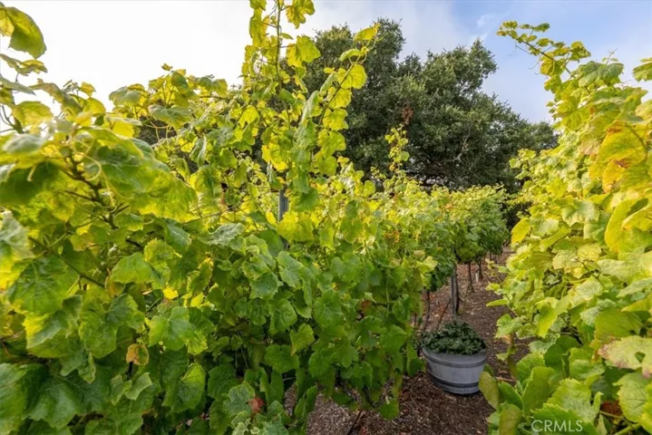  Multi varietal Vineyard