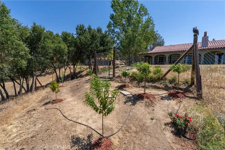Fruit trees and roses with plenty of room to expand.