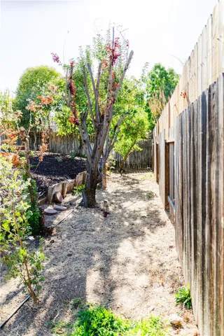 Back yard Fruit trees