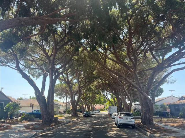 Entire street tree lined