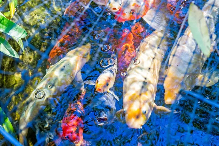 Beautiful fish to watch and enjoy