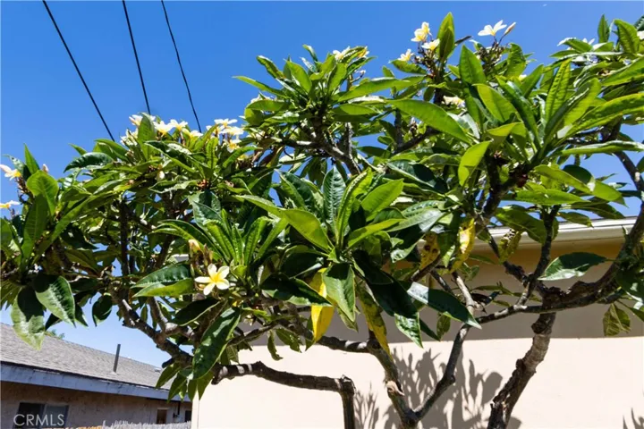Plumerias in the front yard