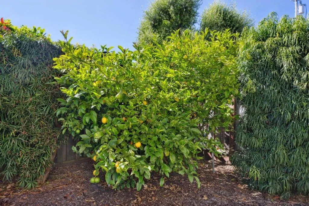 608 San Benito Street, Half Moon Bay, California 94019 home-pic-41