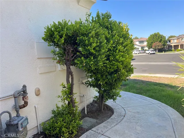 Side Yard
