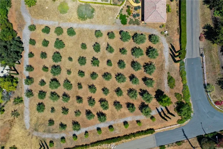 Olive Trees