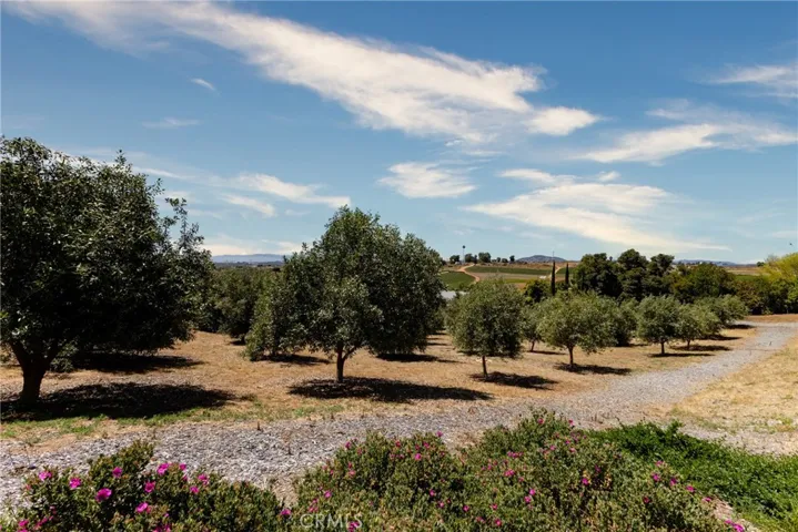 Family Orchard Fruit Trees