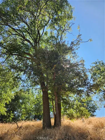 Trees on property