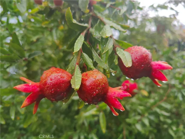 2 MATURE-SWEET POMEGRANTE TREES