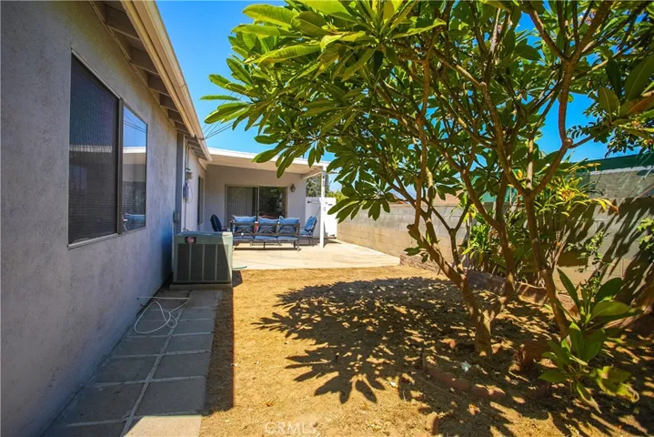 Feel a Touch of Aloha with this beautiful Plumeria tree