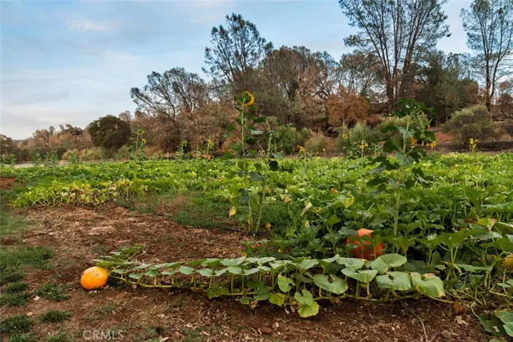 pumpkin patch