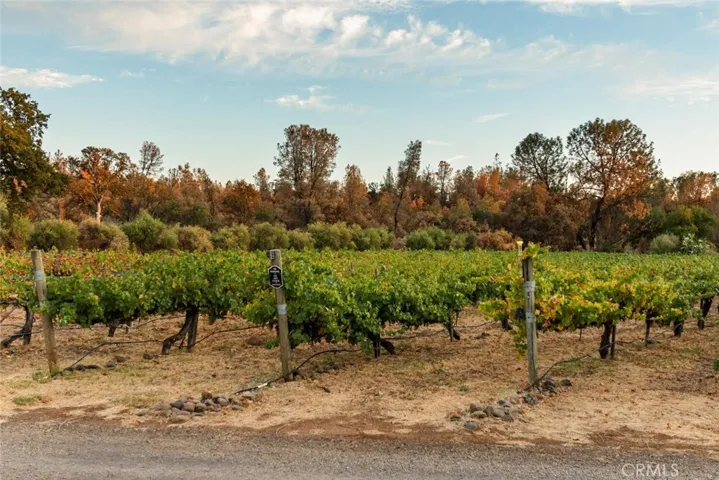 vineyard