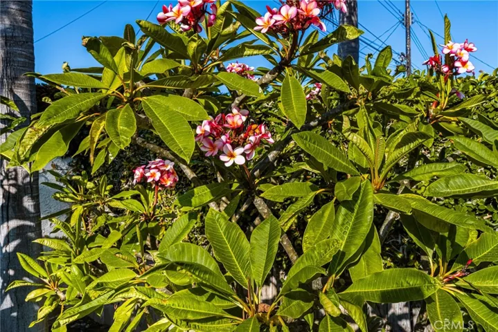 Enjoy the sweet fragrance of plumeria