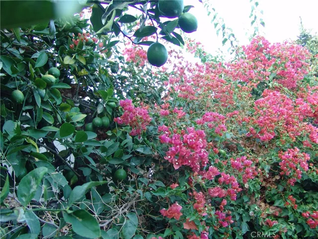 Lush greenery and flowers