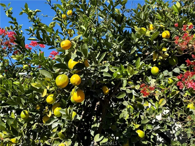 Lemons!
