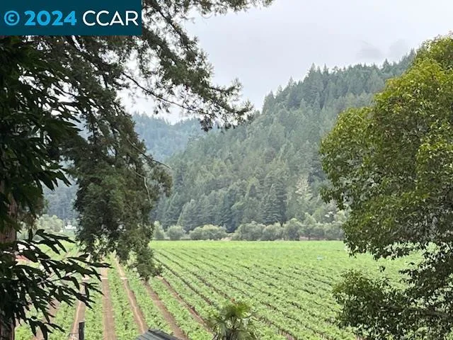 Gorgeous Vineyard Views