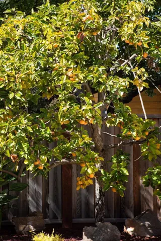 1922 Adams Court, Mountain View, California 94040