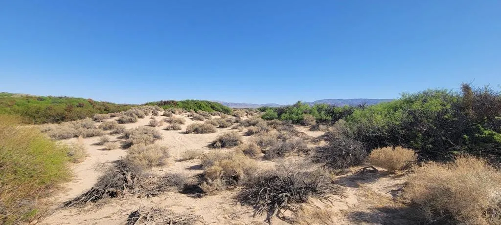 1655 La Buena Tierra Avenue, 29 Palms, California 92277, ,Land,For Sale,La Buena Tierra,219117924PS