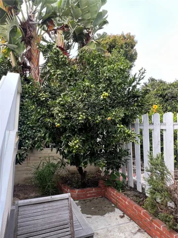 Mandarin
 fruit tree