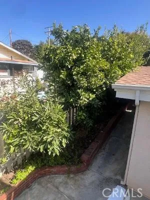 Back yard Fruit Trees
