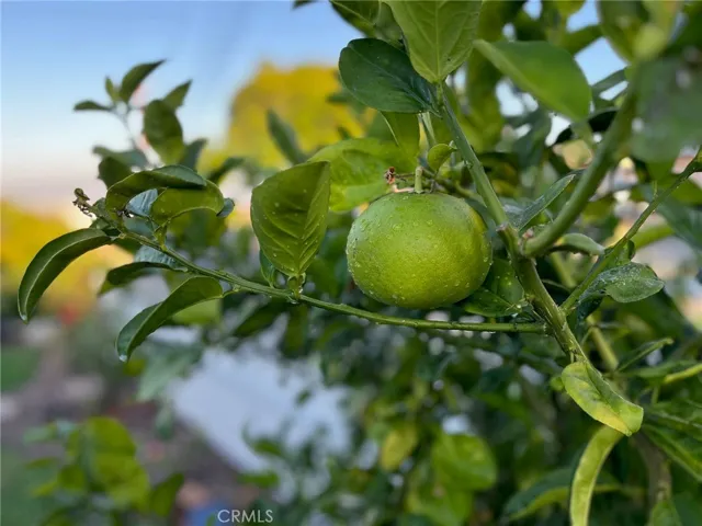 20+ self-watering fruit trees showcase classic California living