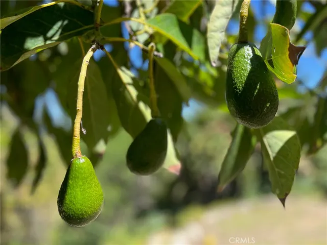20+ self-watering fruit trees showcase classic California living