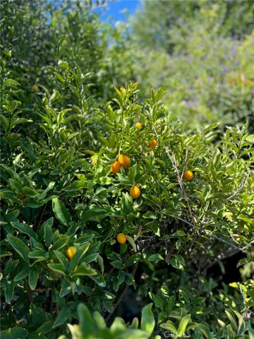 20+ self-watering fruit trees showcase classic California living