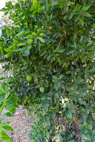 Orange tree