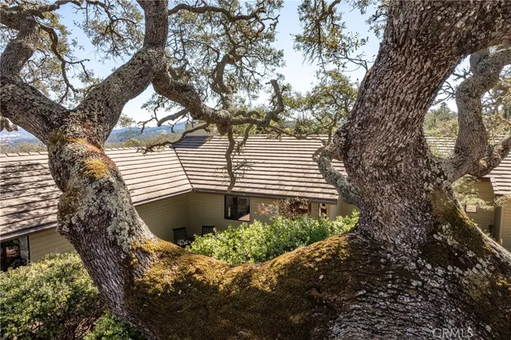 Mature and well maintained oaks