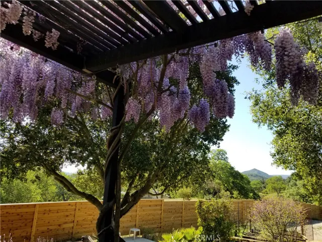 Wisteria Tree blooms in the Spring