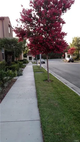 CREPE MYRTLES LINE ALEVERA ST DURING THE SUMMER