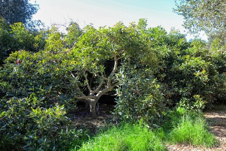Hobby Avocado grove